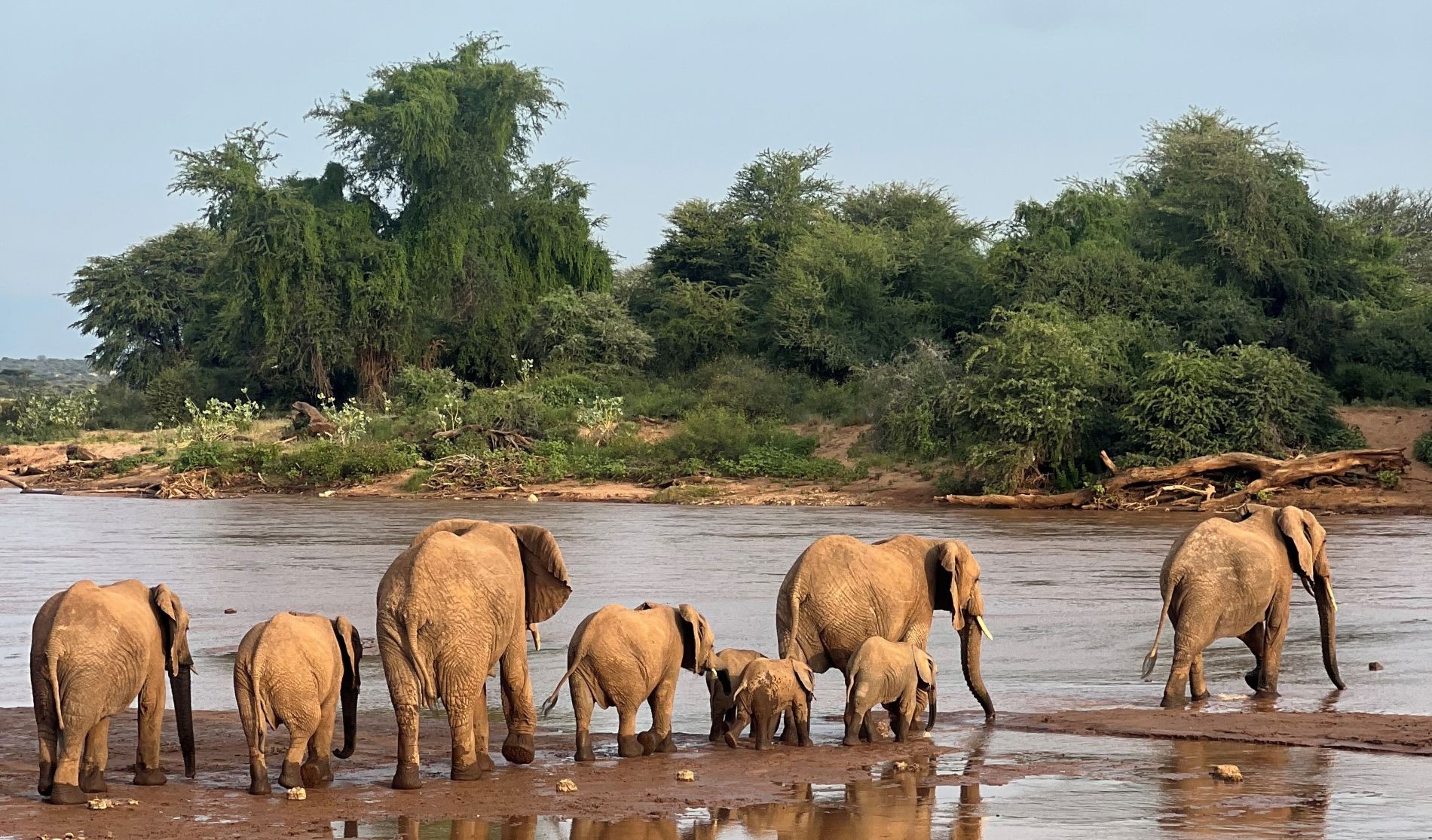 A family of elephants comes down to the river for a drink in the midday in Samburu National Reserve, Kenya. (Photo/ George Wittemyer)