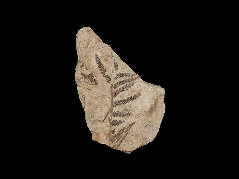 Brown stone with a fossilized fork fern embedded in it on a black background