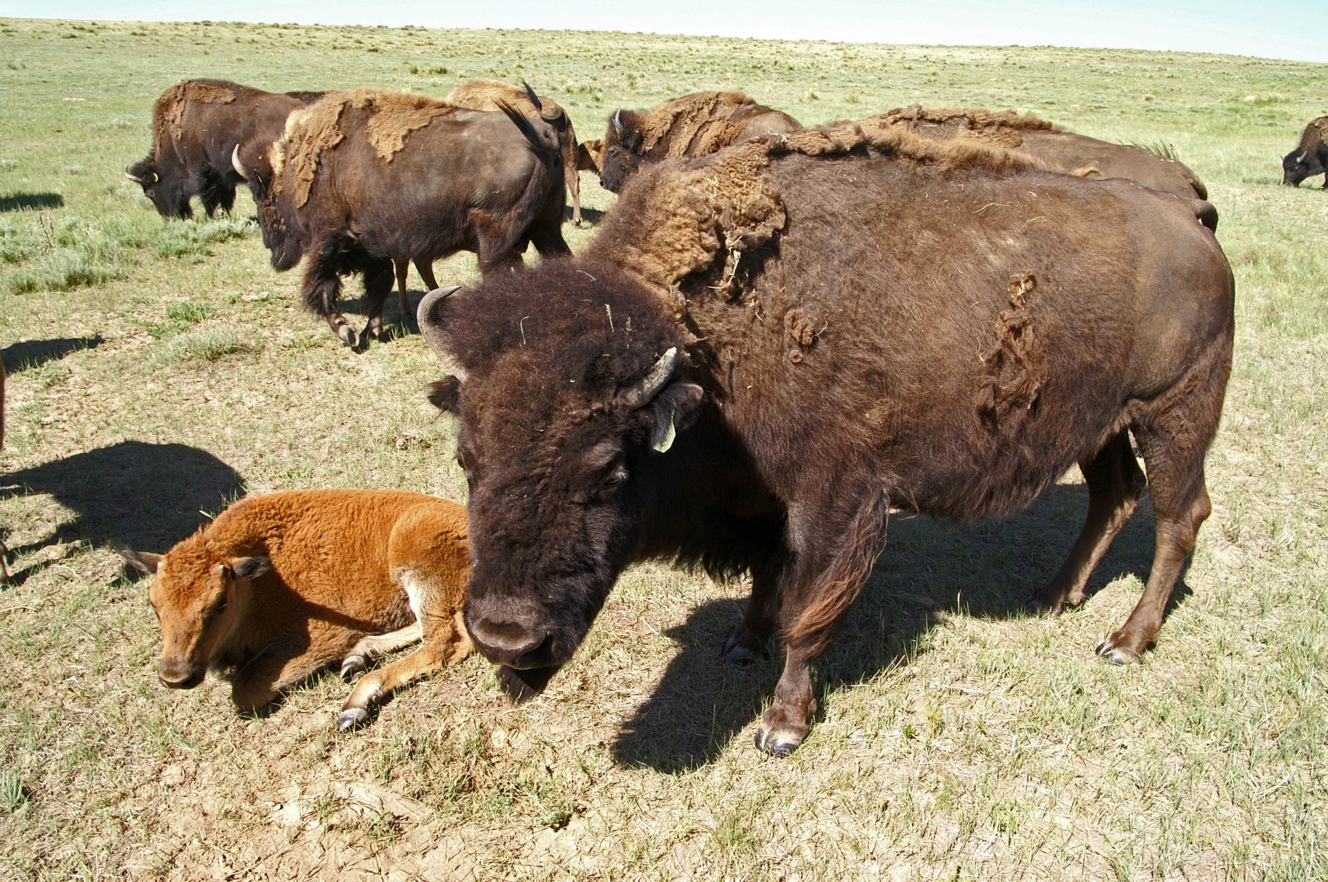 Bison