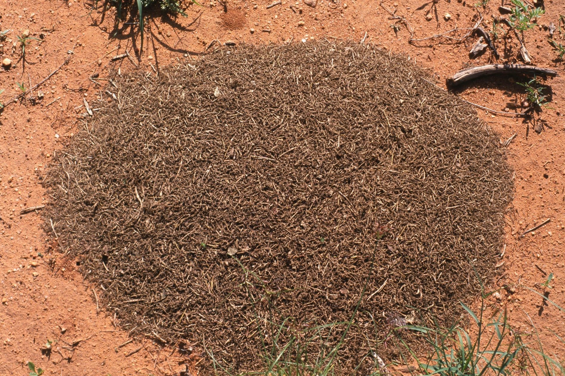 Dung 2