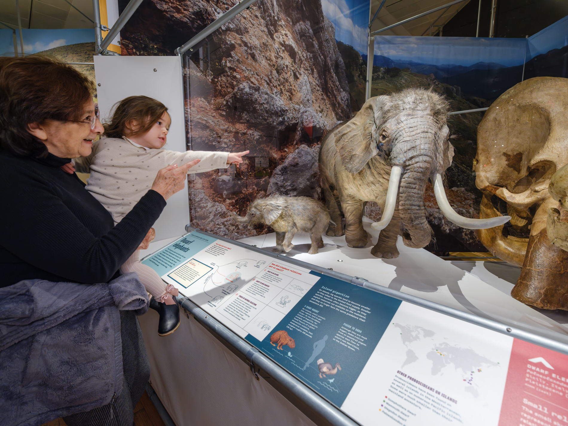 Now open in Denver, "The Secret World of Elephants" invites guests to explore the evolution of elephants. This is a dwarf elephant (Palaeoloxodon falconeri), an extinct species of proboscideans that lived in what is now Sicily, found in the exhibition. (Photo/ Alvaro Keding/© AMNH)