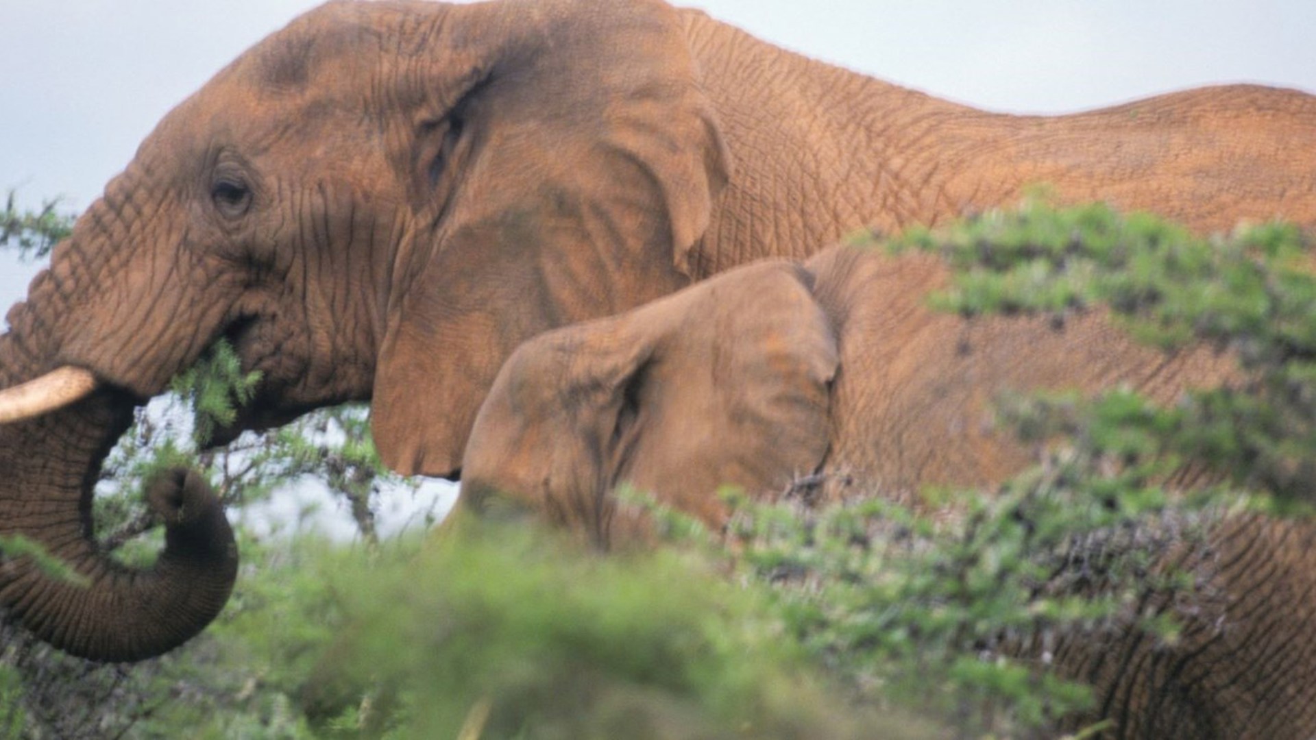 Elephant