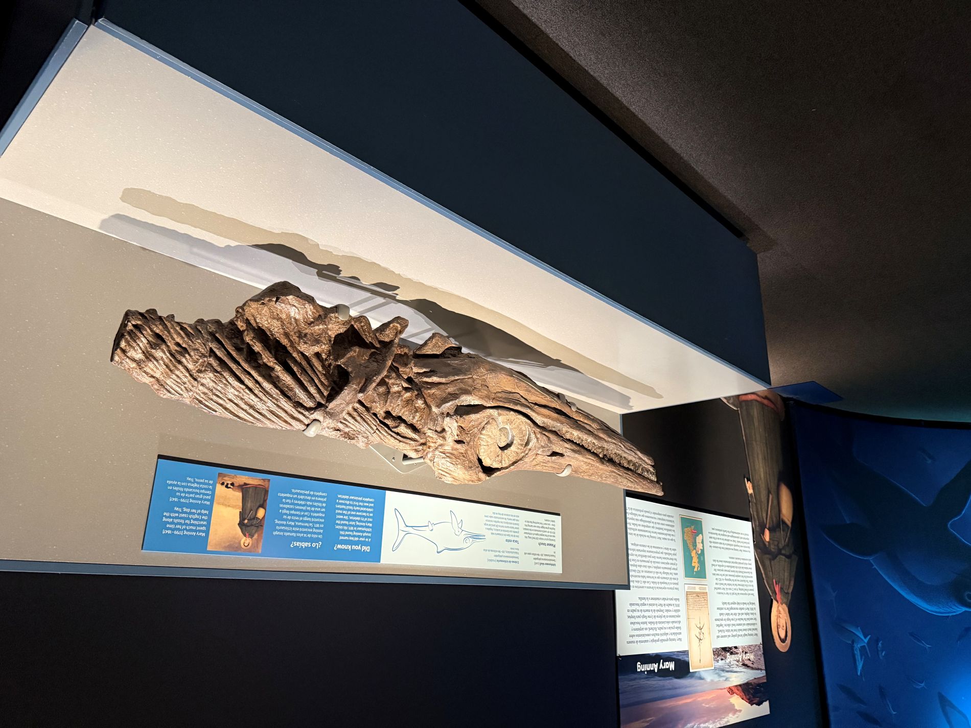 Mary Anning Ichthyosaur Model