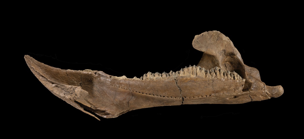 Triceratops Dreams Lower Jaw Large