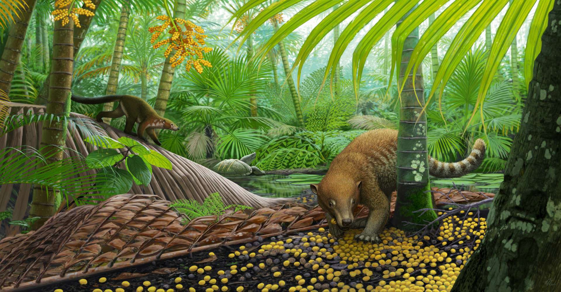 A reconstruction of the “palm world” – forests were dominated by palms for the first ~300,000 years after the asteroid impact.  Here, Loxolophus forages for palm seeds while another unnamed/undescribed mammal crawls down a palm frond. A pond turtle, Hoplochelys, looks on in the distance. 