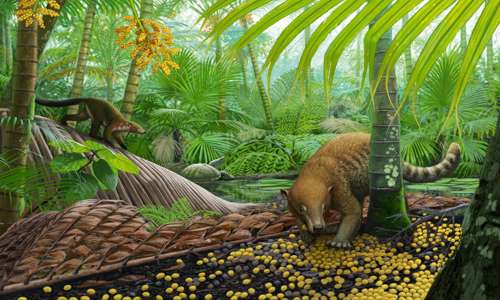 A reconstruction of the “palm world” – forests were dominated by palms for the first ~300,000 years after the asteroid impact.  Here, Loxolophus forages for palm seeds while another unnamed/undescribed mammal crawls down a palm frond. A pond turtle, Hoplochelys, looks on in the distance. 