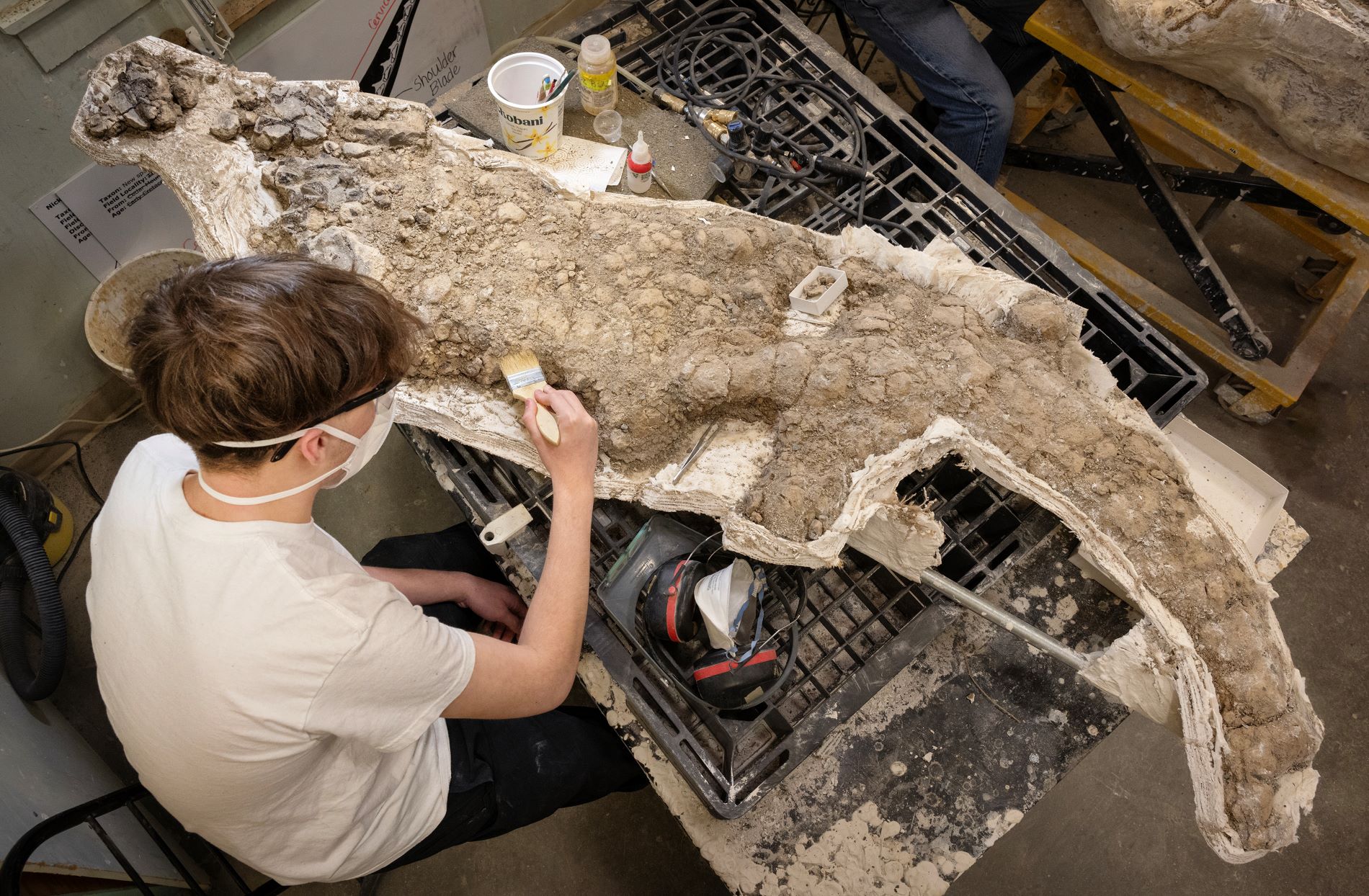 Arrupe student preparing a 65-million-year-old crocodile fossil. (Photo/ Rick Wicker)