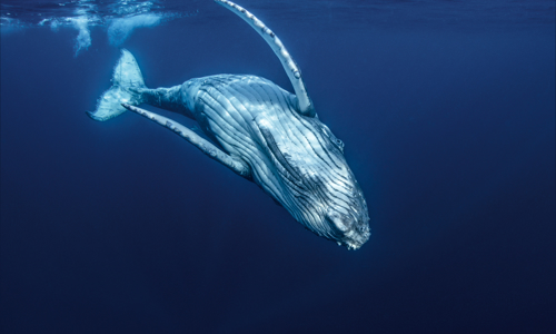 Whale swimming in oceans