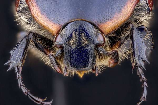 Beetle
