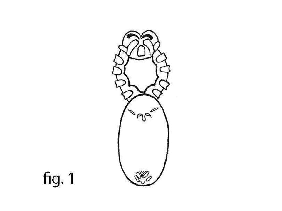 line drawing of a simplified example of a spider body