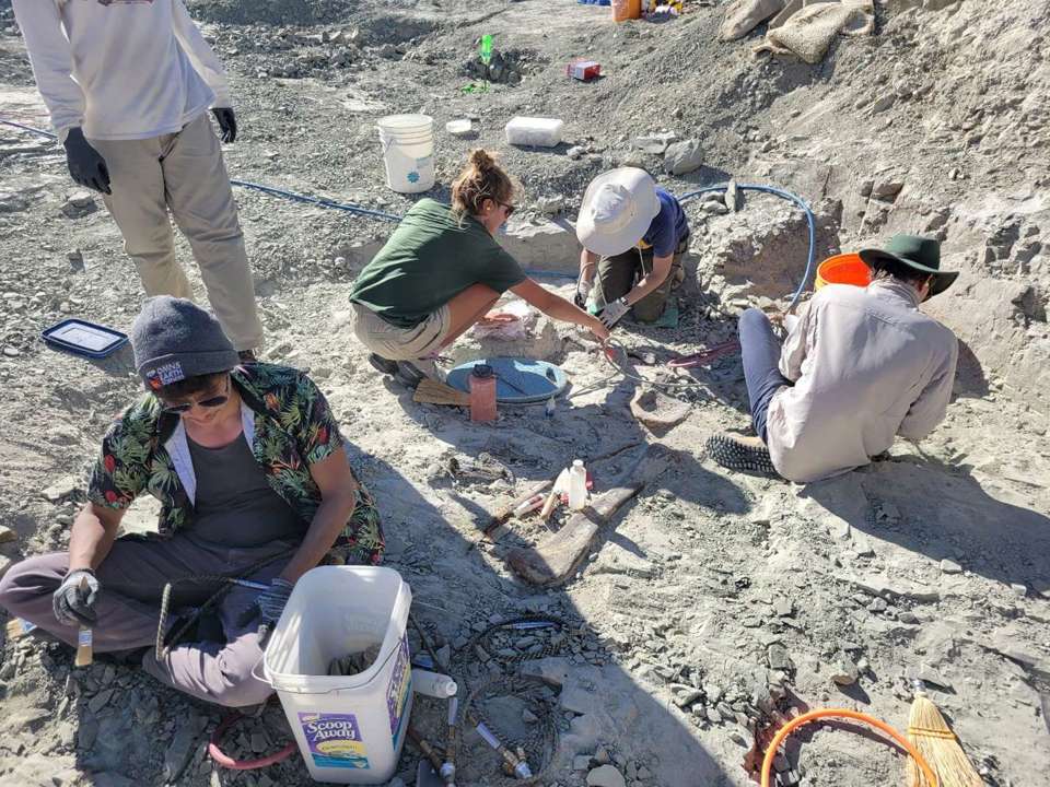 Four people excavate an active dinosaur quarry