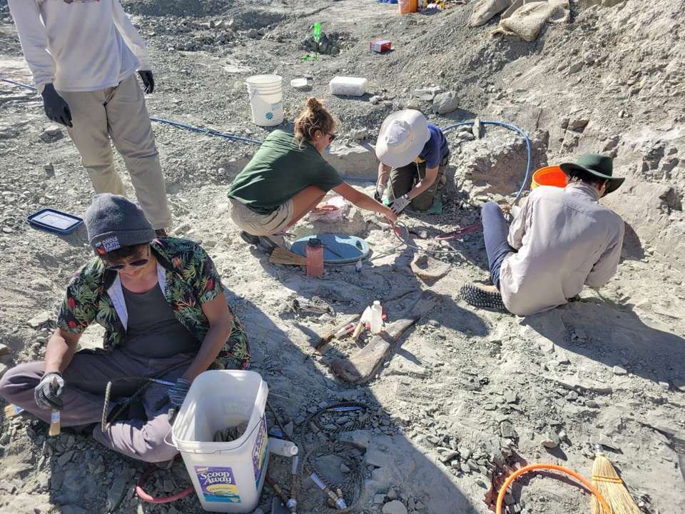 Four people excavate an active dinosaur quarry