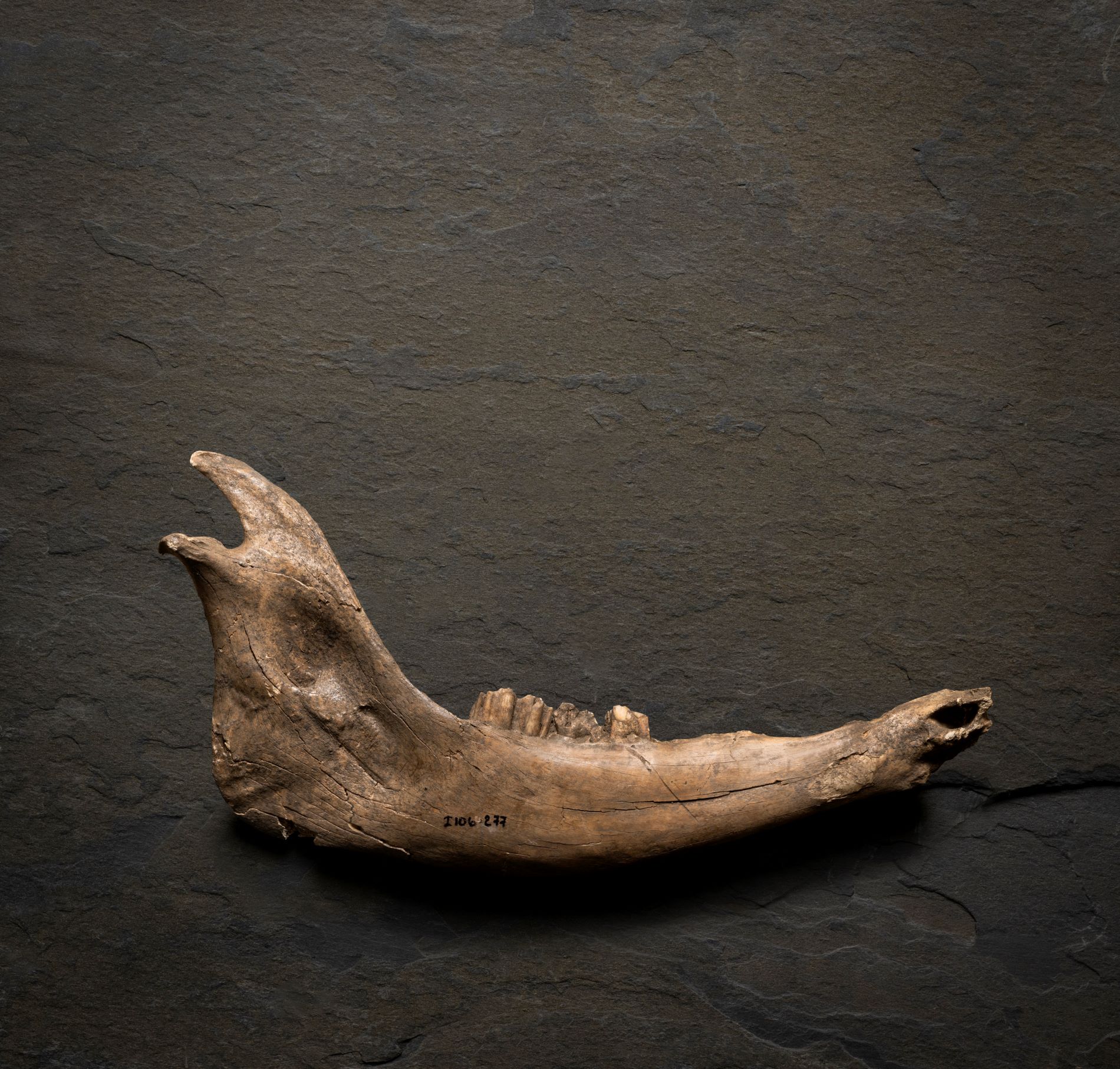 Bison Mandible Final