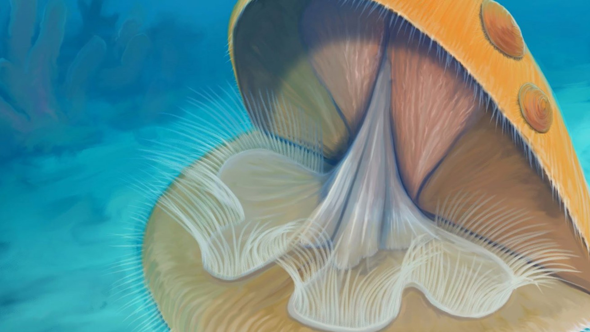 Reconstruction Of Rafinesquina While Feeding