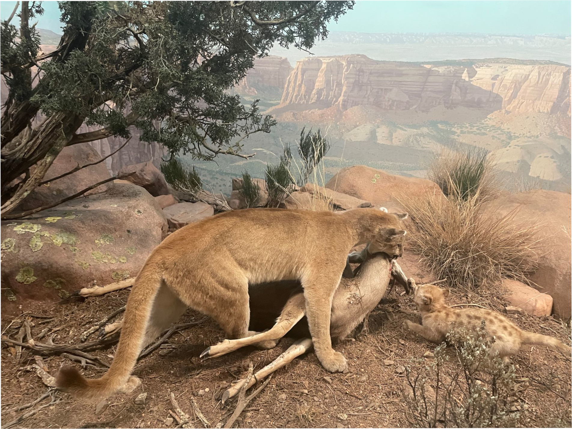 Lionwithprey
