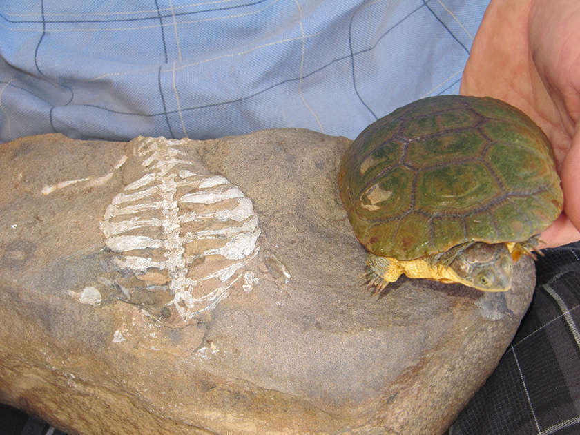 Man holding a modern turtle next to a rock showing the fossilized skeleton of a prehistoric turtle.
