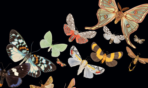 6 Marvelous Moths from the Museum’s Entomology Collection 