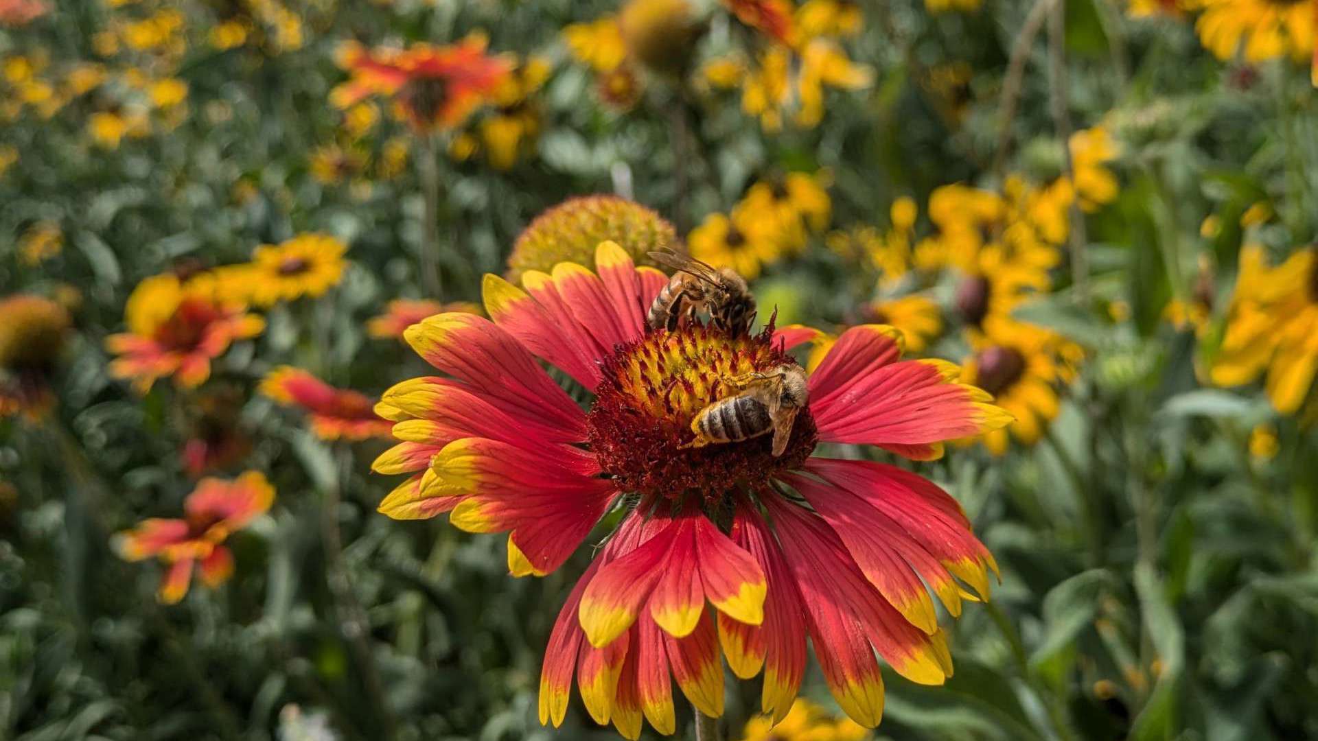 Bees Flowers