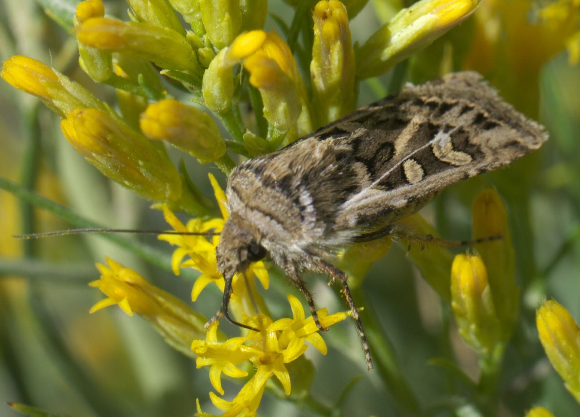 2048Px Euxoa Auxiliaris P1510990a