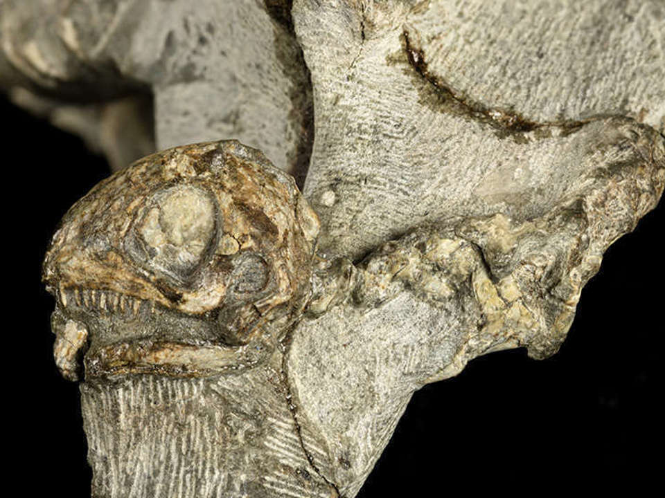 Fossilized skull and body sitting on a black background