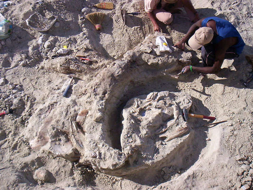 an overhead shot of rock being removed from a fossil in the ground