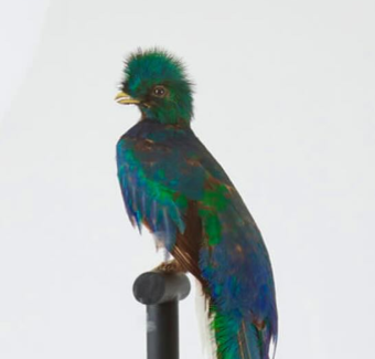 34. Quetzal