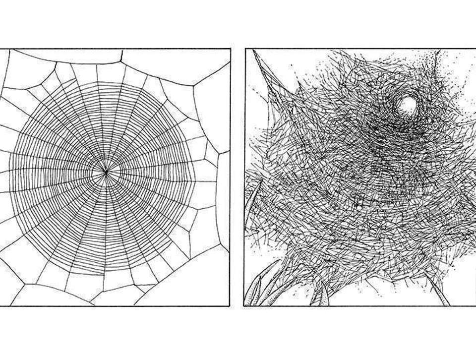 black and white drawing of two types of webs spiders spin