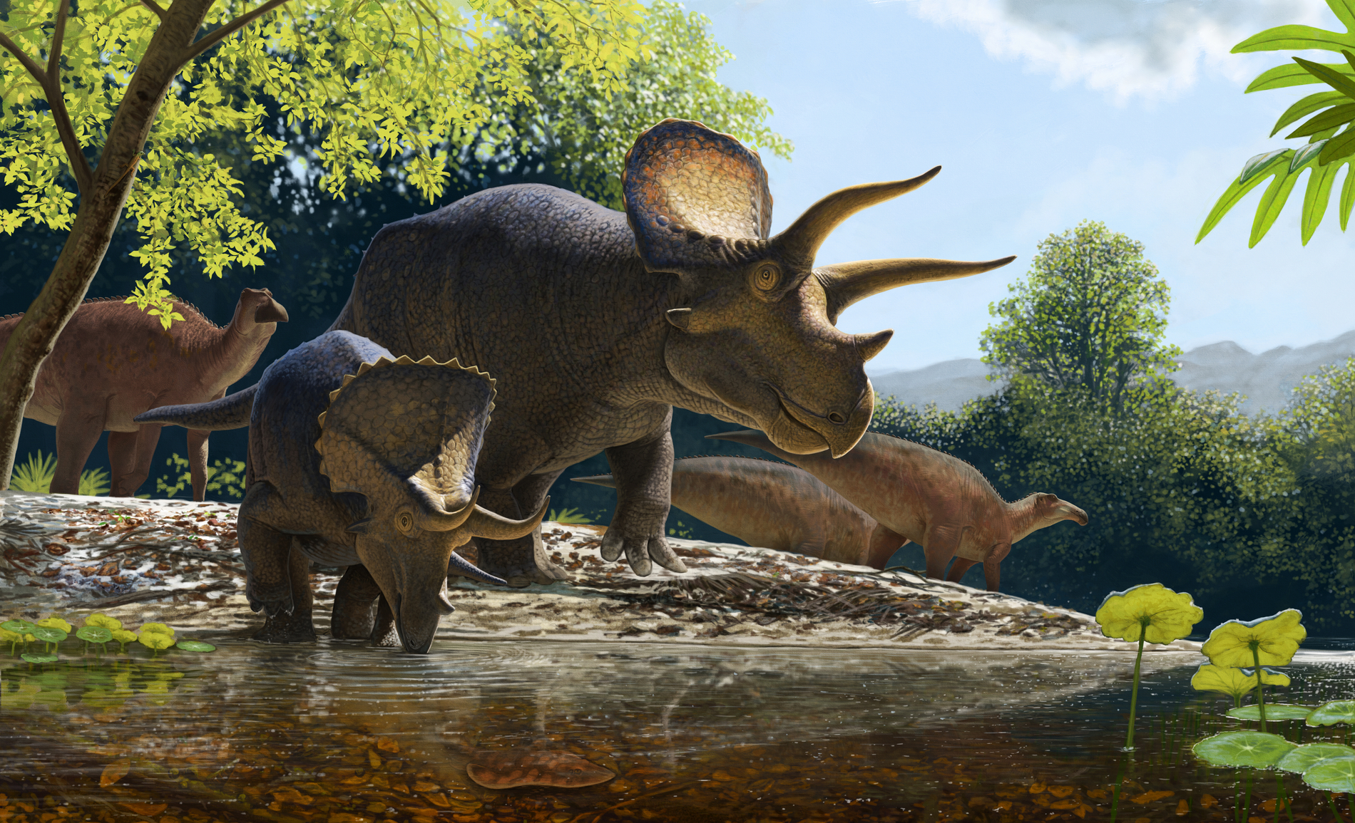 Environmental reconstruction of the latest Cretaceous showing an adult and juvenile Triceratops prorsus along the banks of a river with a herd of duckbilled Edmontosaurus annectens in the background. (Illustration/  Andrey Atuchin and Denver Museum of Nature & Science)