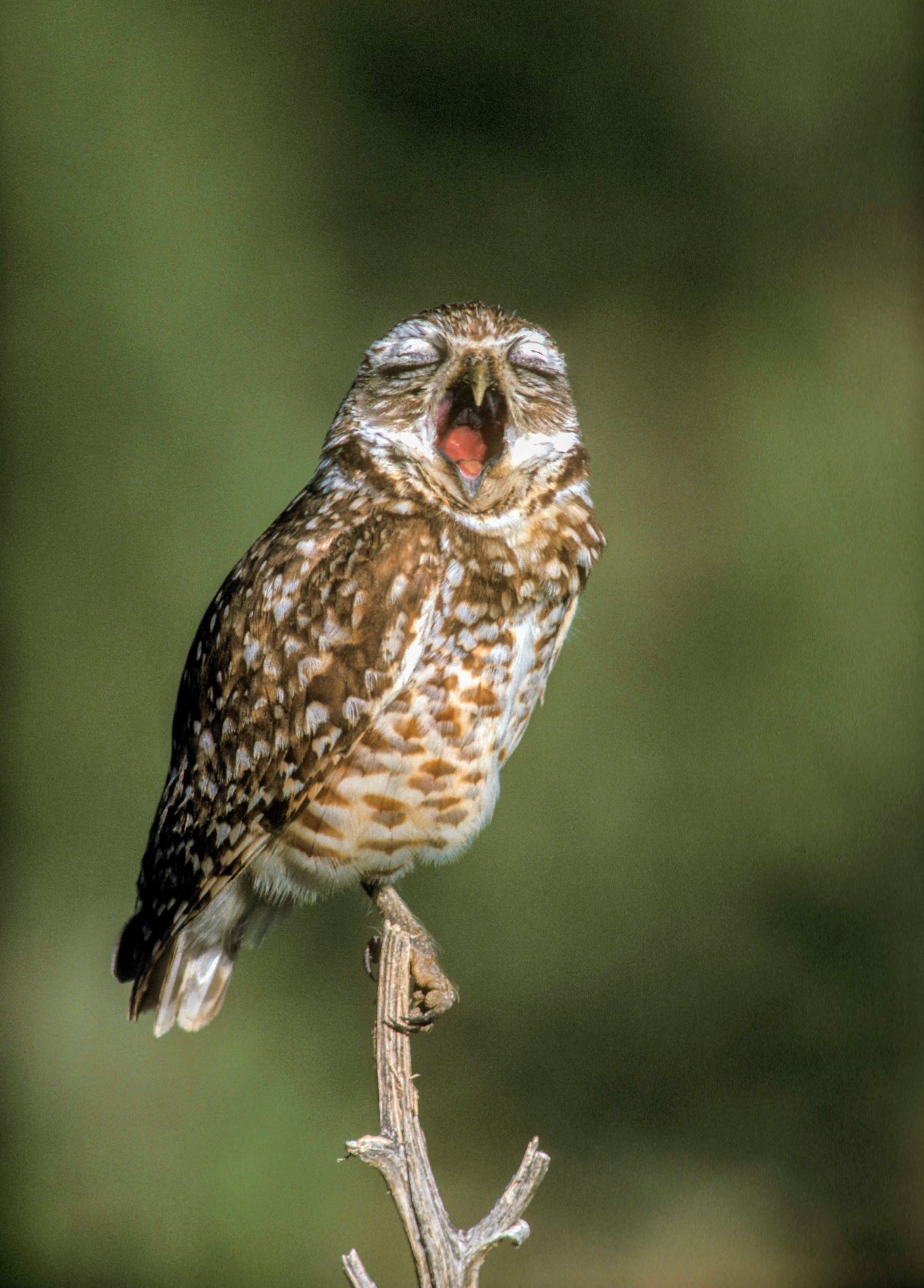 Shattil Owl045