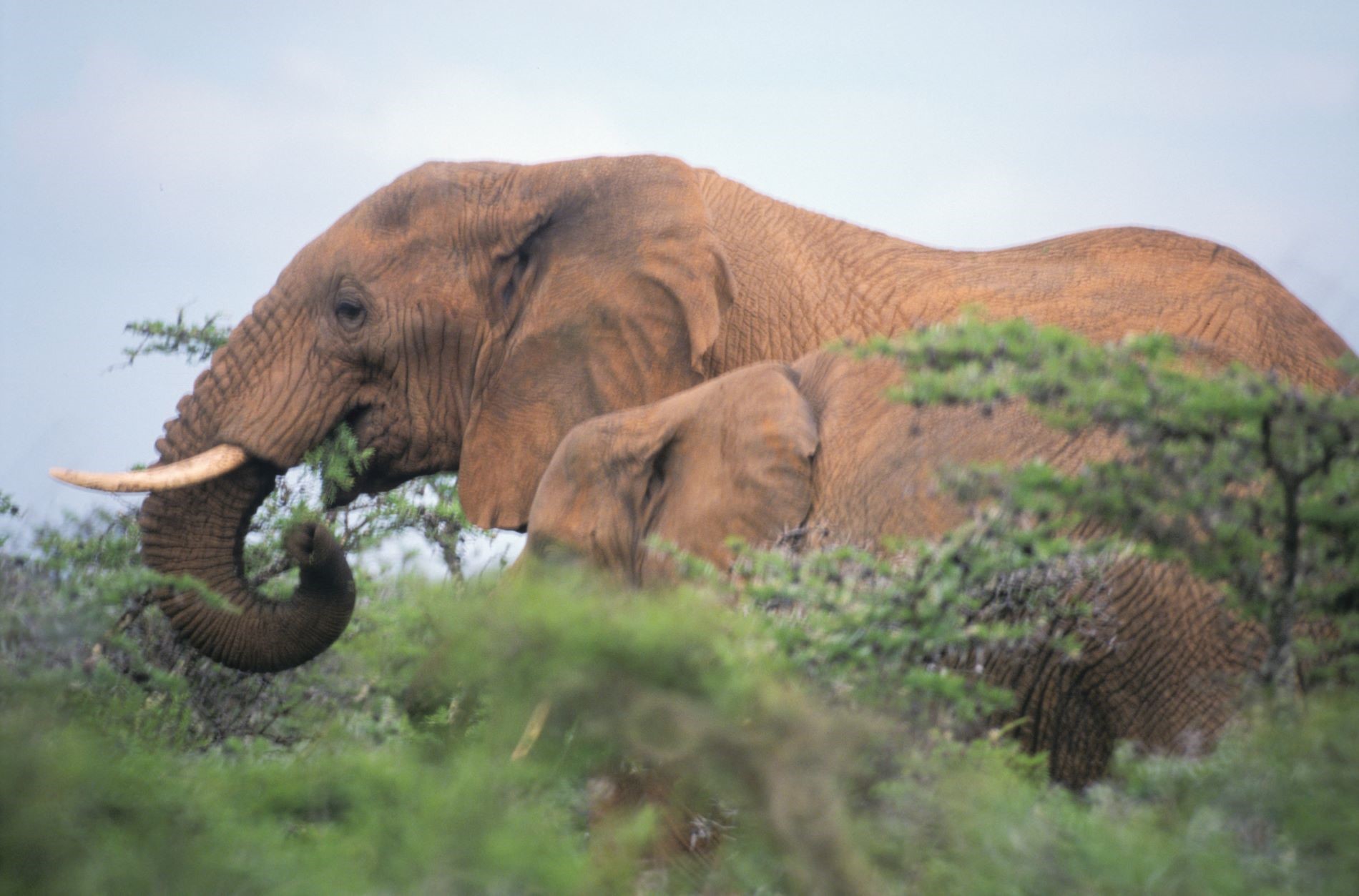 Elephant