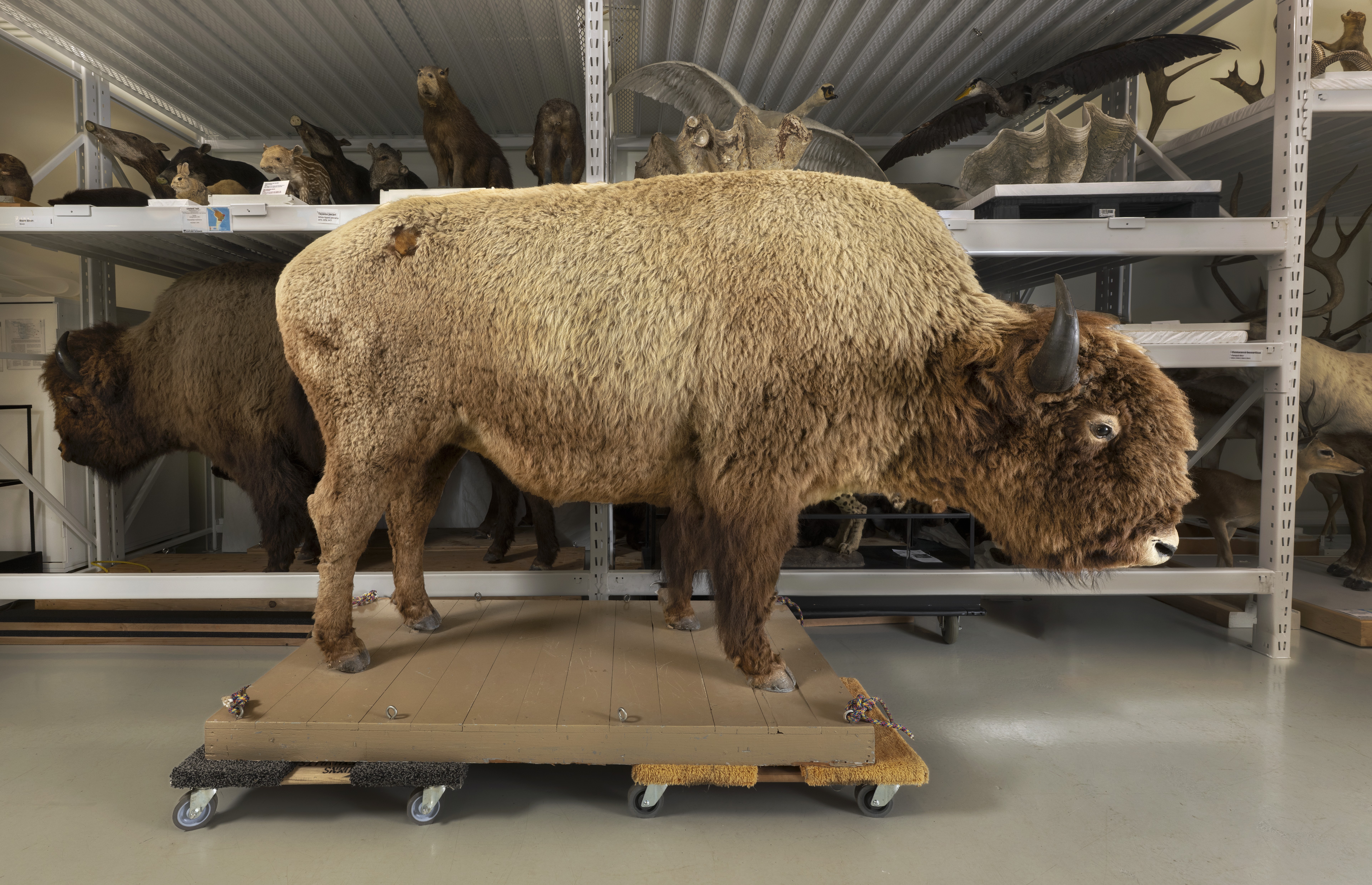 The Denver Museum of Nature & Science has recovered a bison specimen that went missing some 50 years ago. Here the specimen is photographed in the mammal collection at the Denver Museum of Nature & Science after restoration. (Photo/ Rick Wicker)