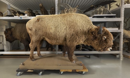 The Mystery of the Missing Bison — Solved After 50 Years