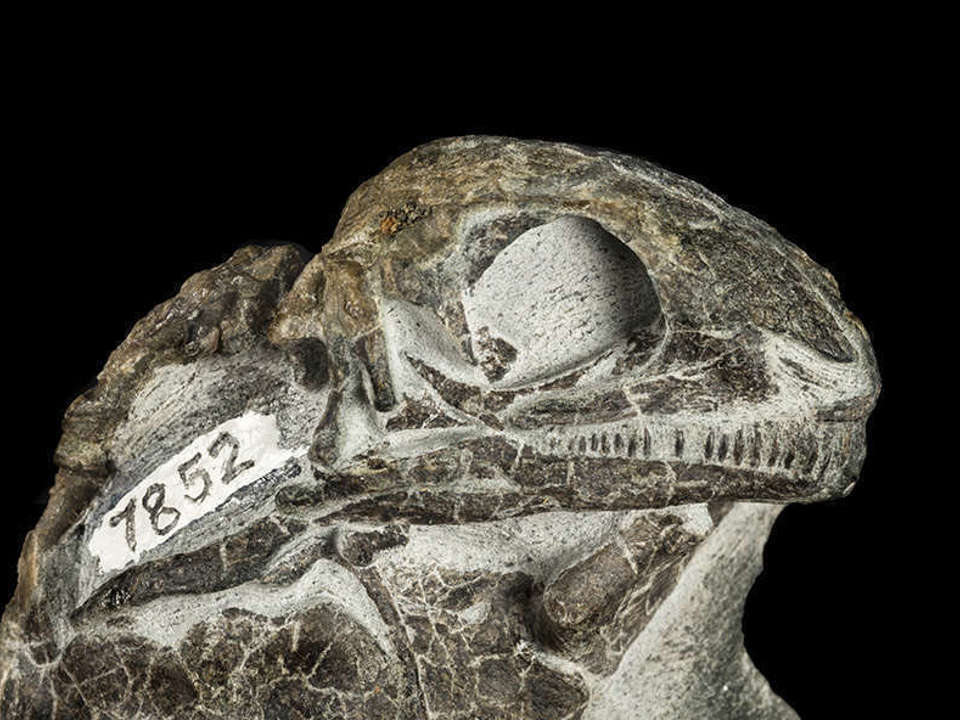 fossilized skull sitting on a black background.