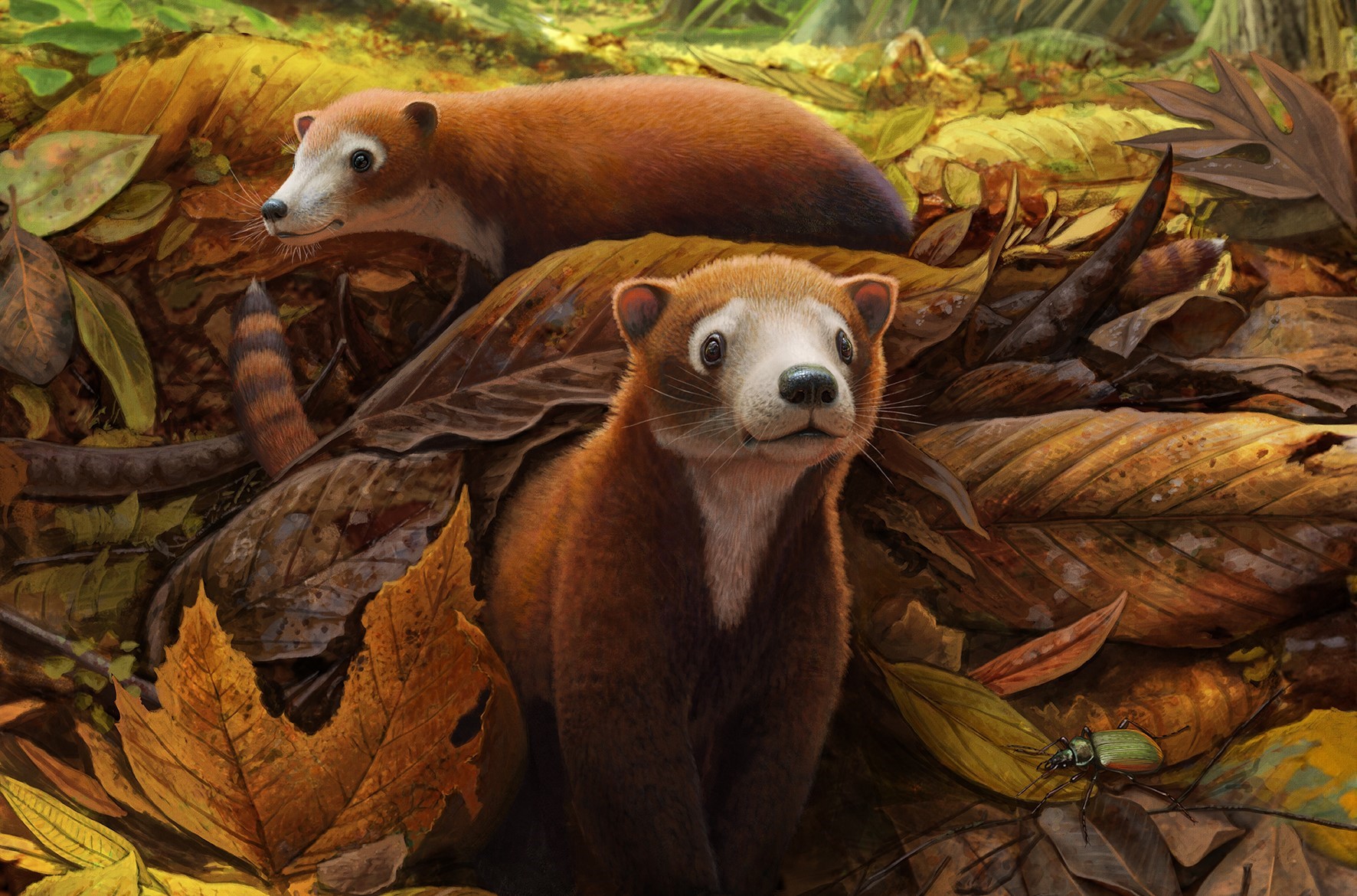A reconstruction of Militocodon lydae, a new genus and species of mammal uncovered from the Corral Bluffs fossil site. (Photo/ Andrey Atuchin and Denver Museum of Nature & Science)
