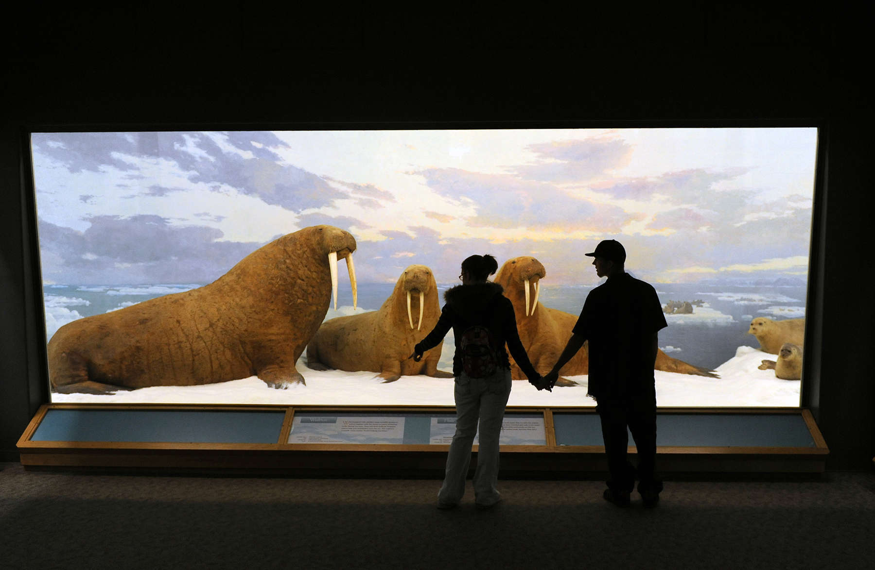 Guests Standing In Front Of Walrus Diorama