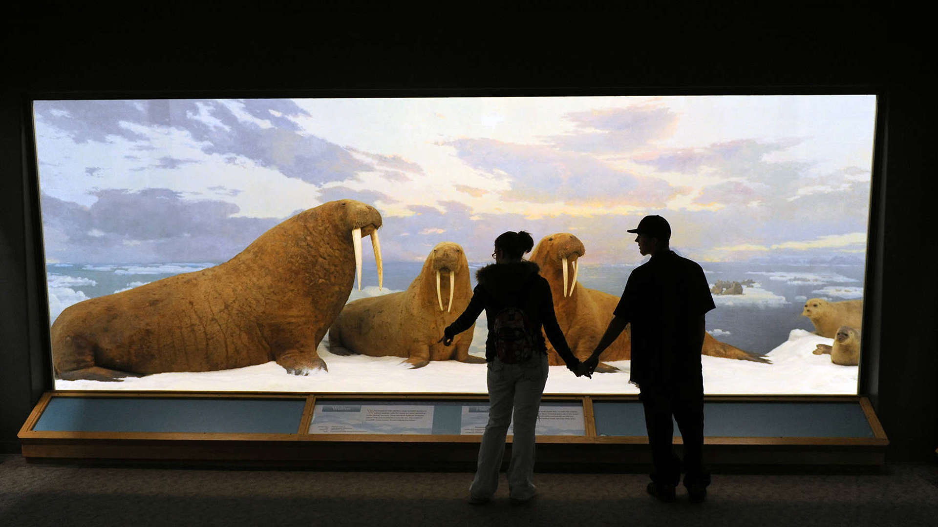 Guests Standing In Front Of Walrus Diorama