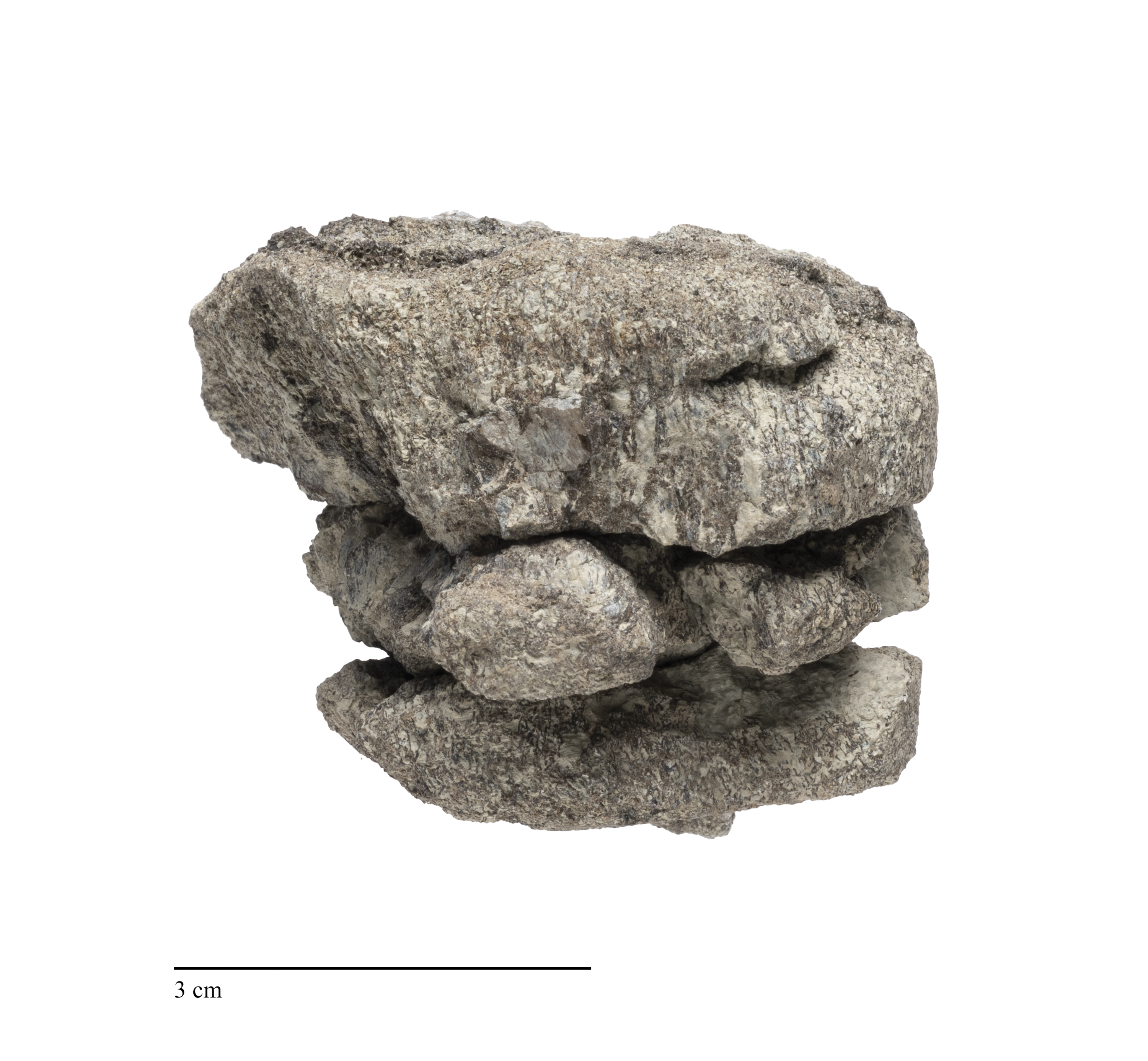 A partial fossilized dinosaur vertebra