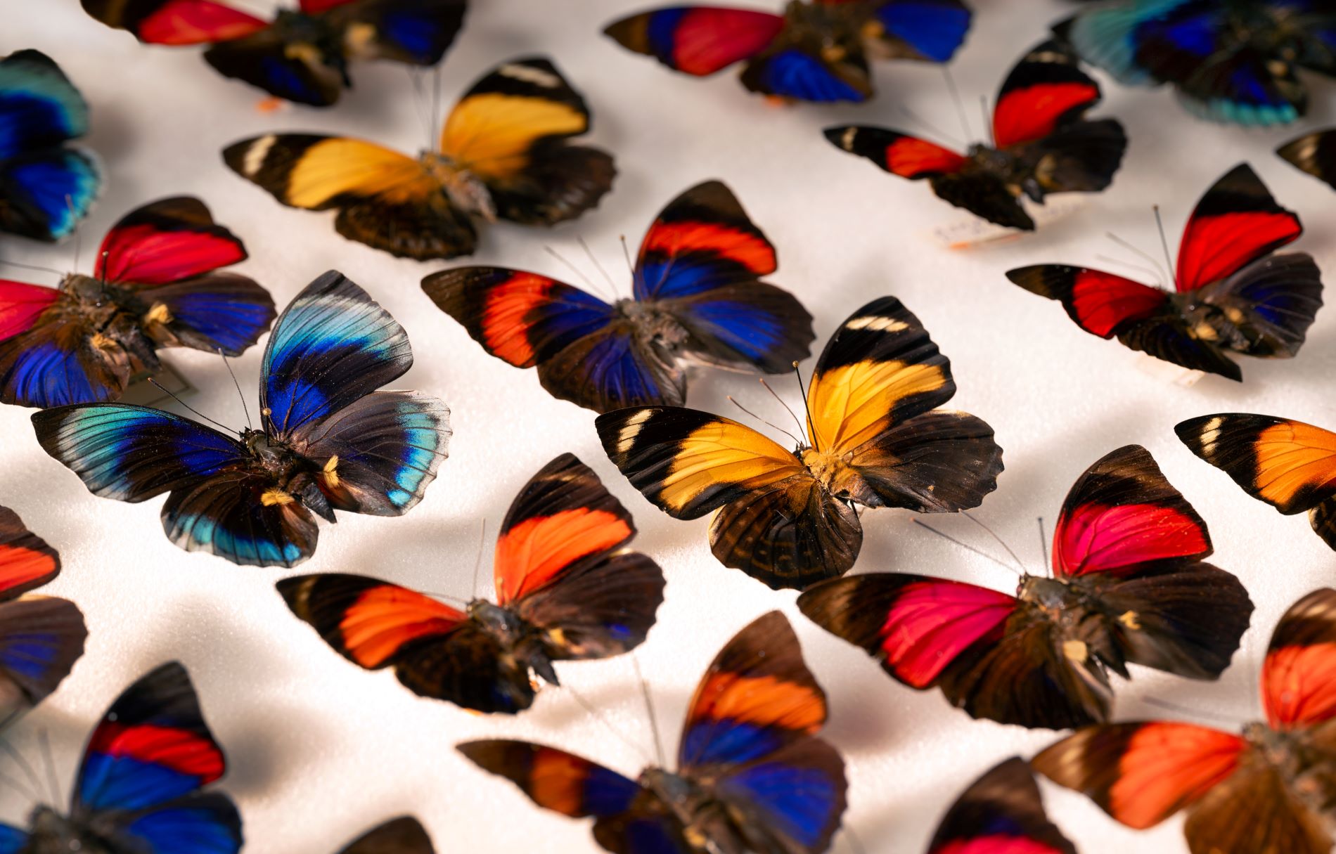 Butterfly Group2