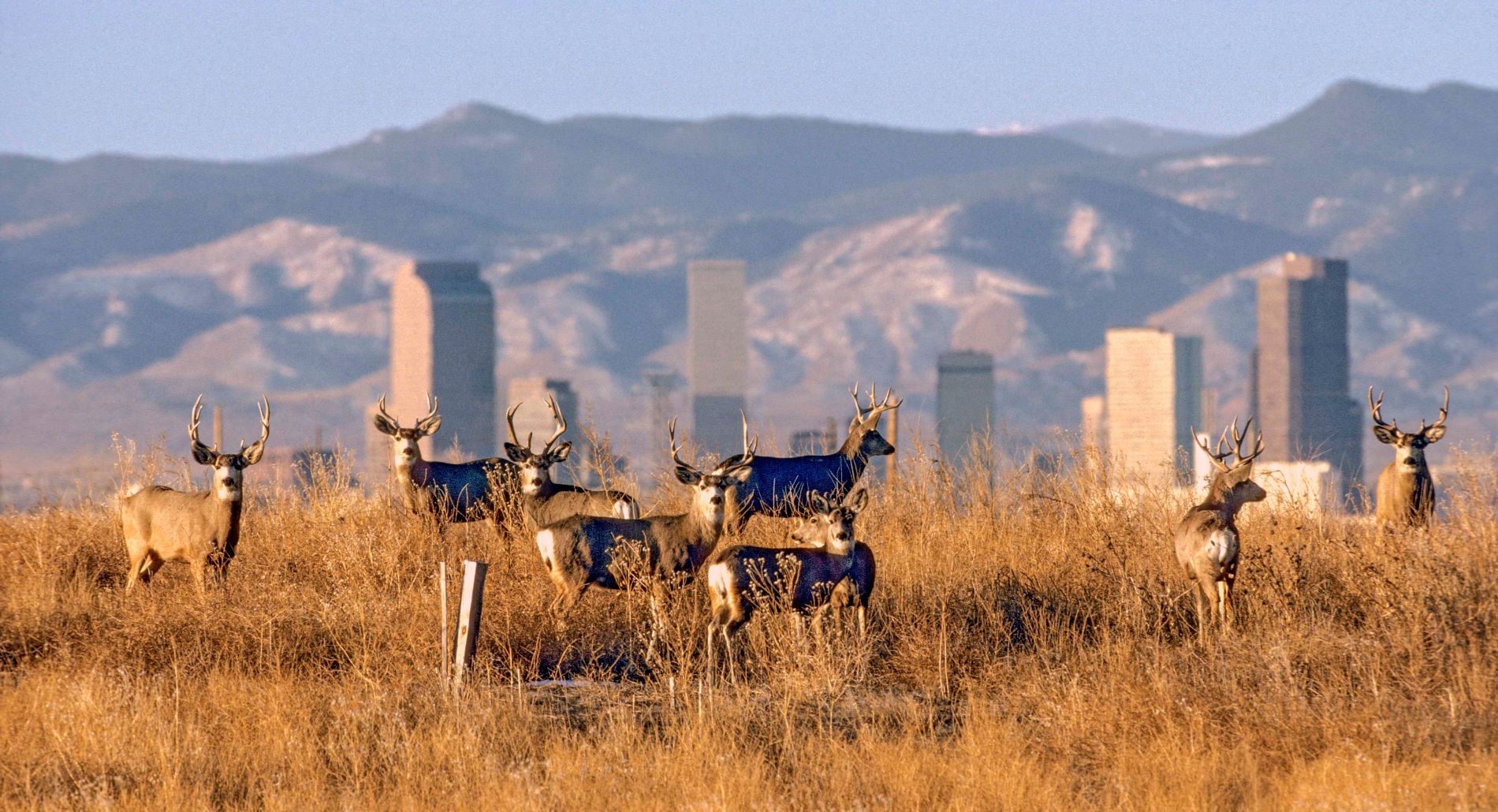 Shattil Deer Skyline 130115 2 2