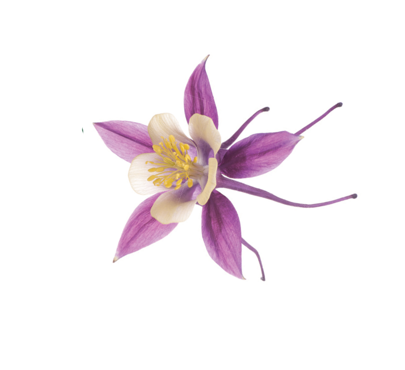 Purple columbine bloom against white background