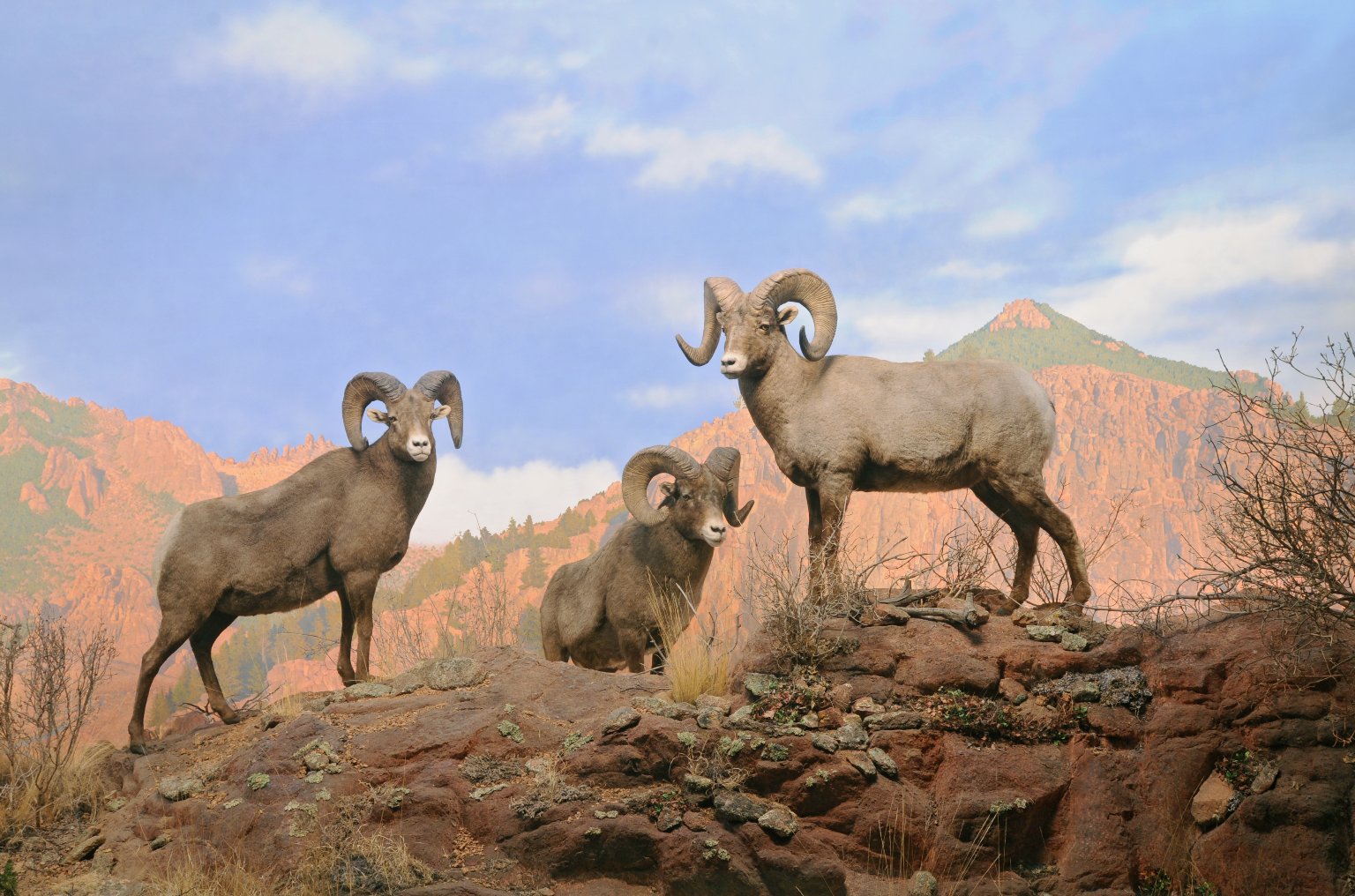 Bighornplussheep