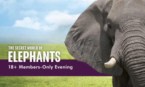 Elephants Webstore 18 Plus 754X495 V2