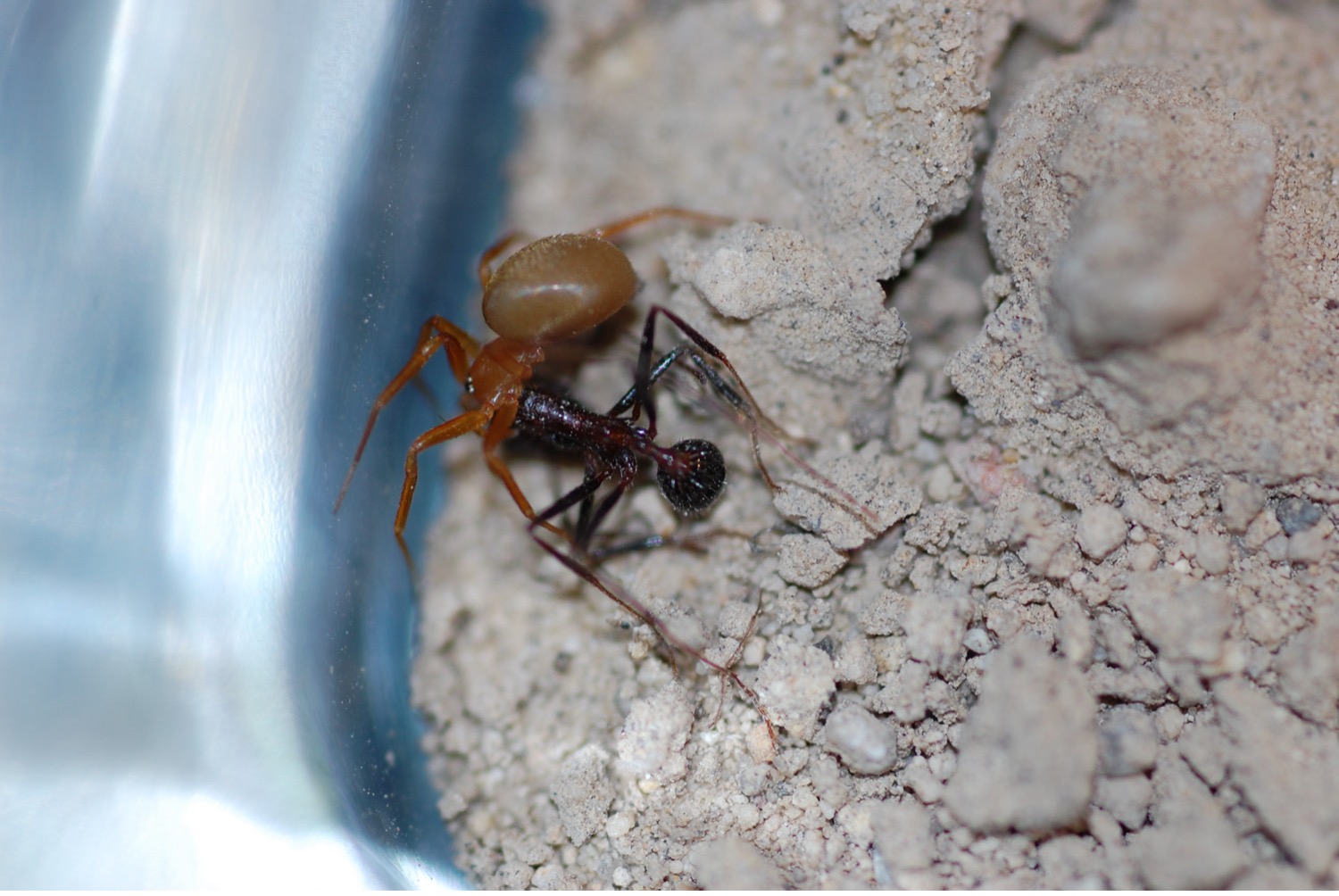 Spider Carrying An Ant Away To Feed Upon It Photo Pe Cushing