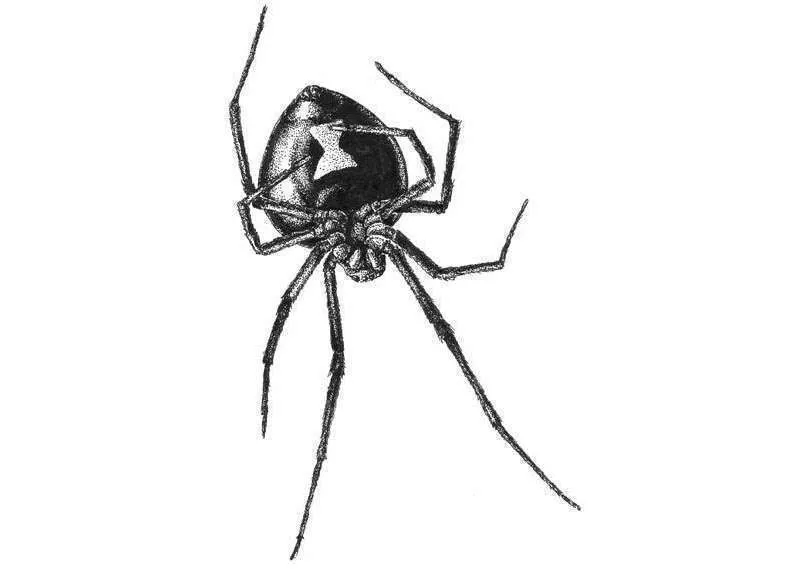 Black Widow Spider