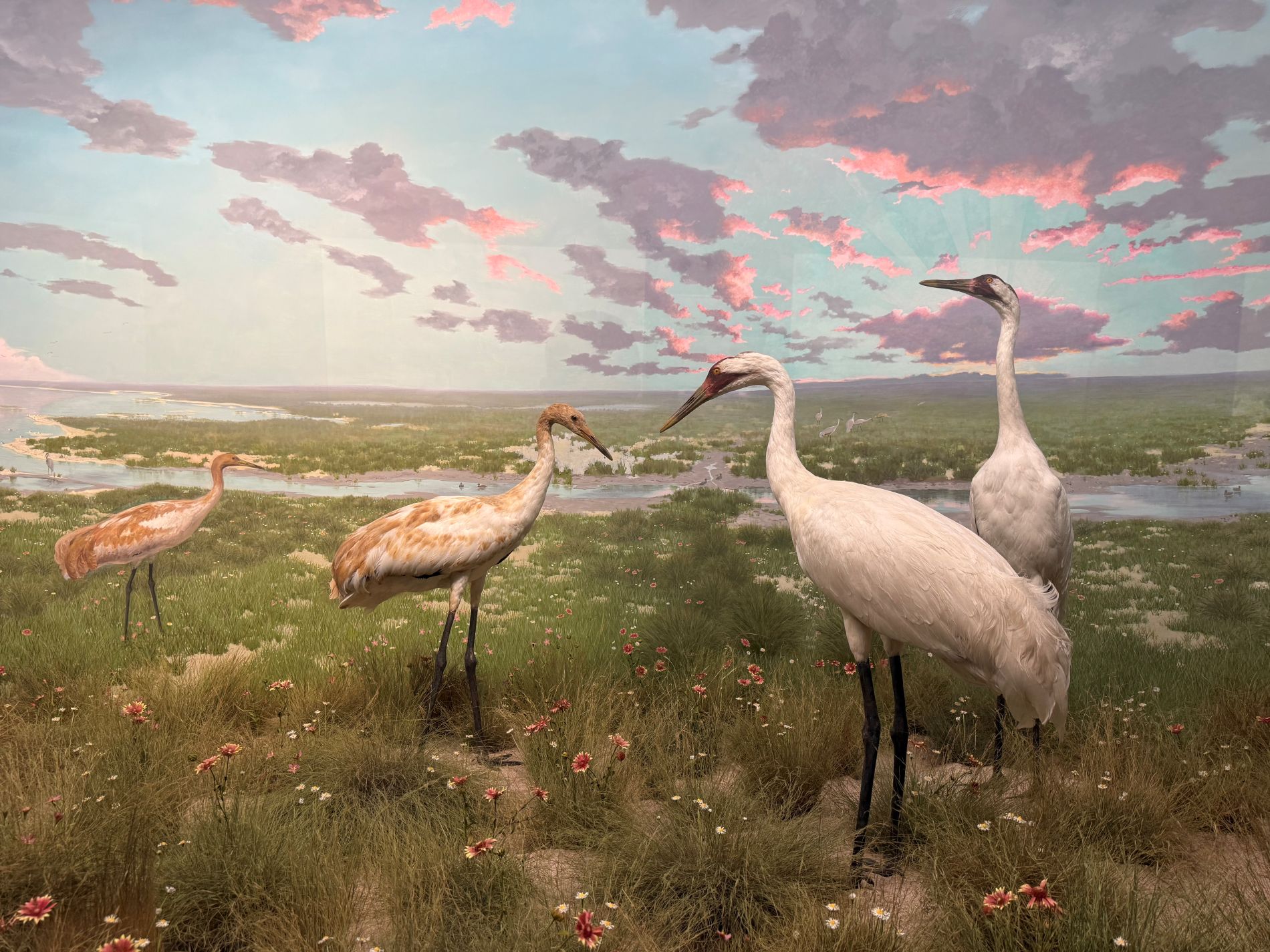 Migratory whooping cranes depicted in a diorama found in the Northern & Rare Birds exhibition on the Museum's third floor. (Photo/ Taran Volckhausen)