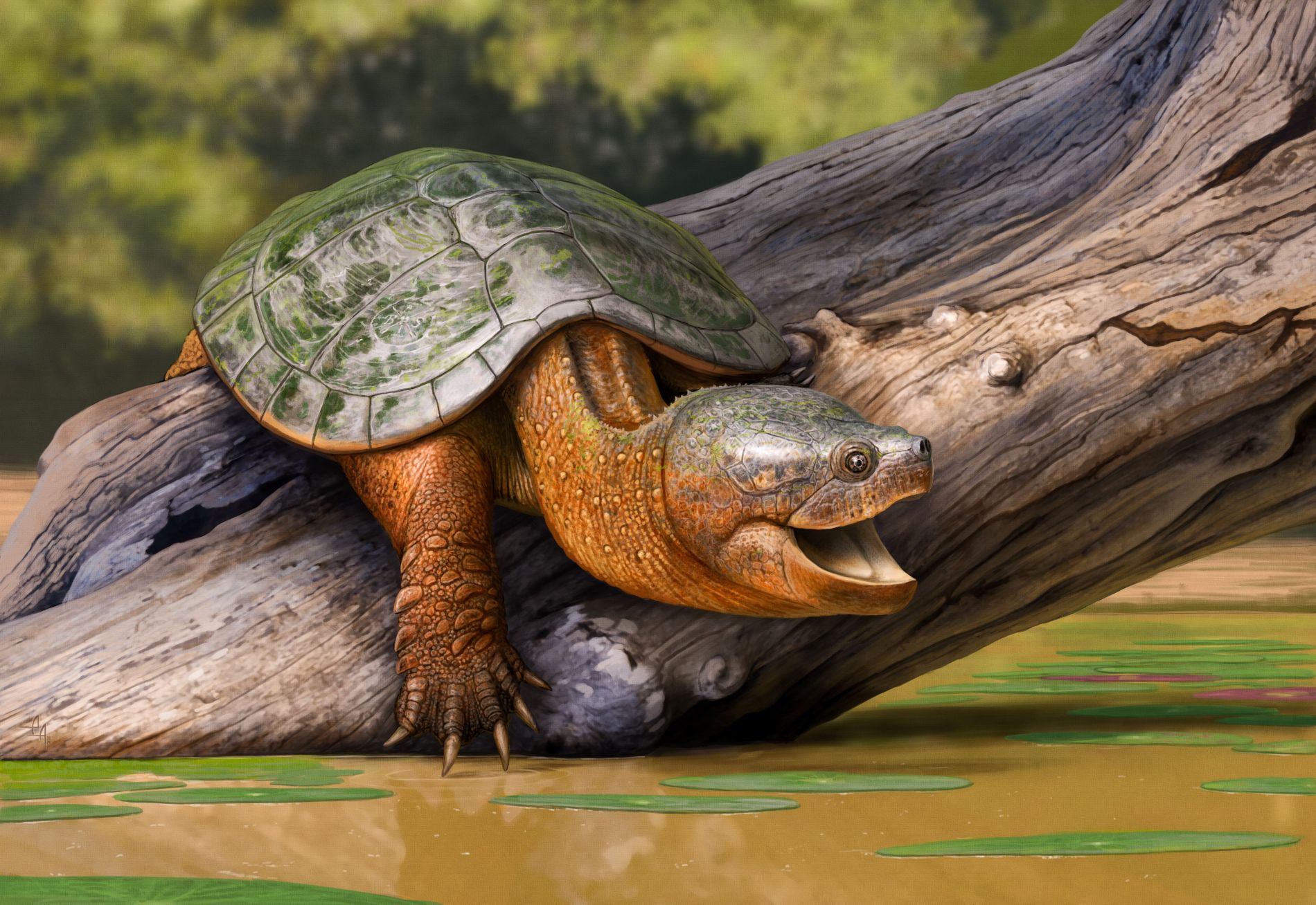 Museum Scientists Discover Oldest Snapping Turtle Ever Found