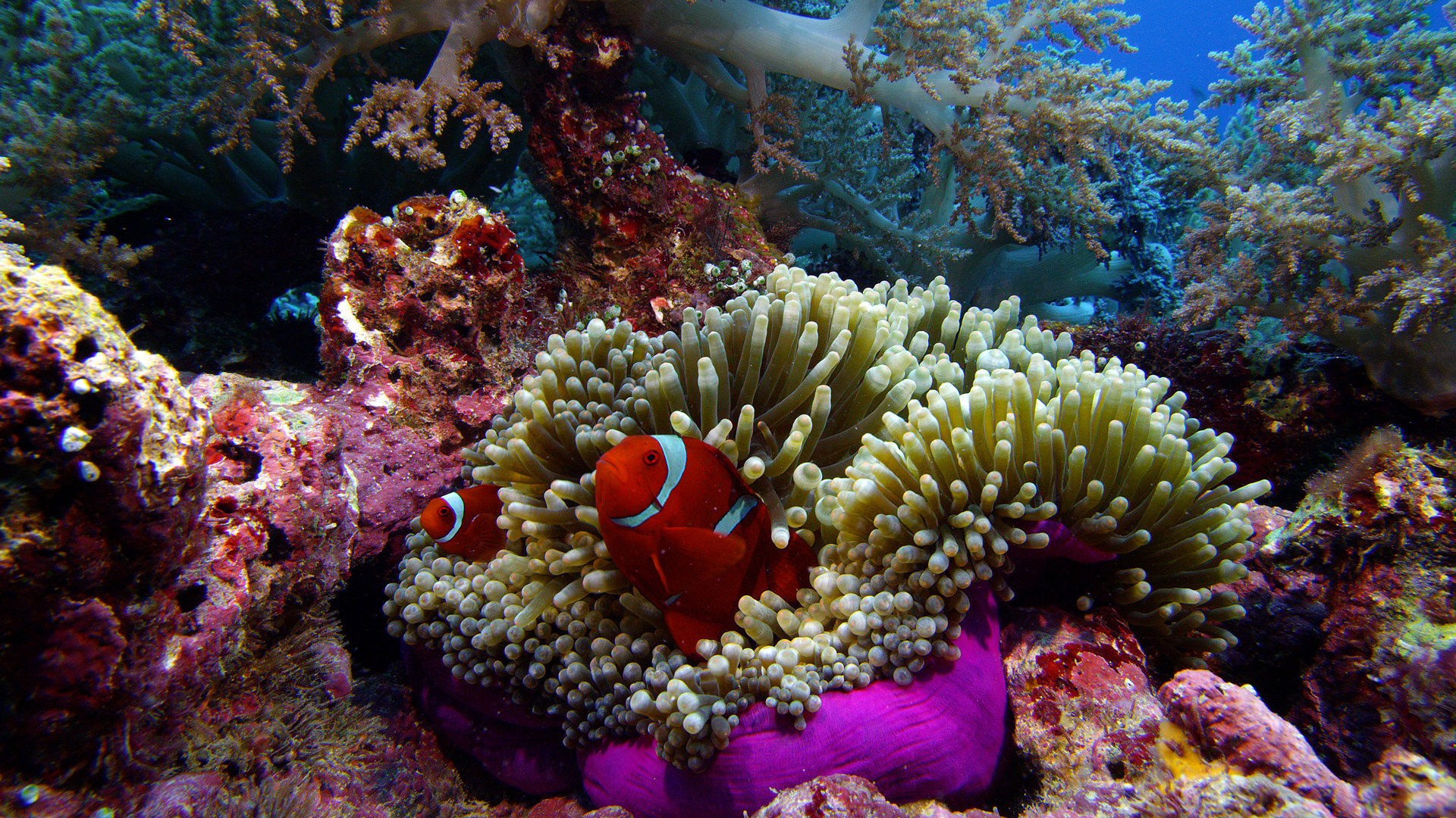 11 SOS Anemone