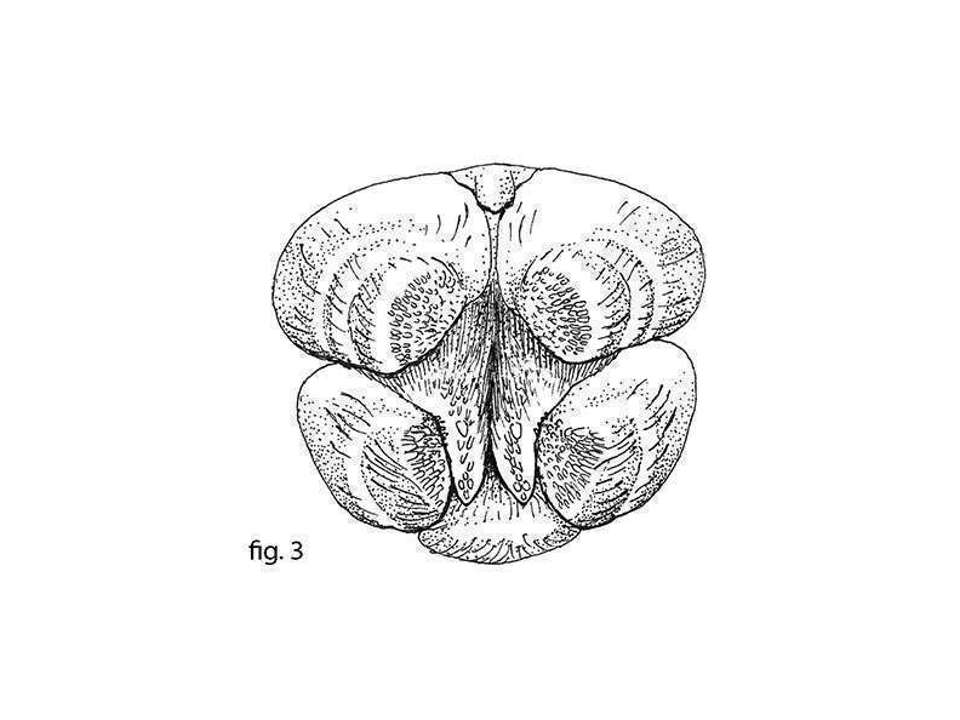 black and white line drawing of the spinnerets of a spider