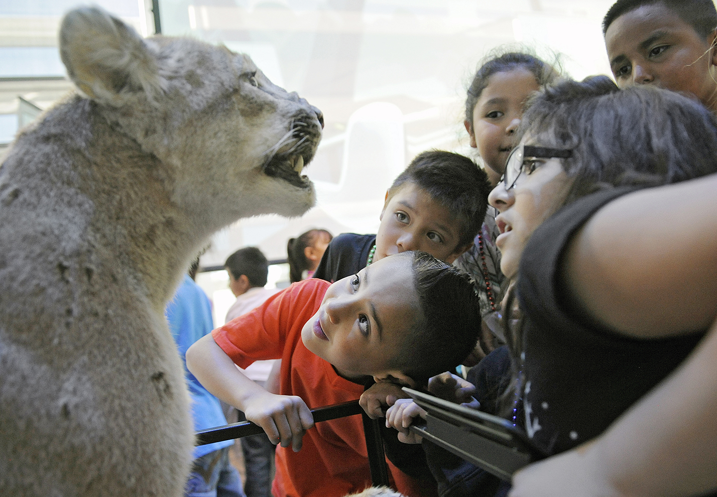 Five children and one adult pass in front of the arctic wolves diorama