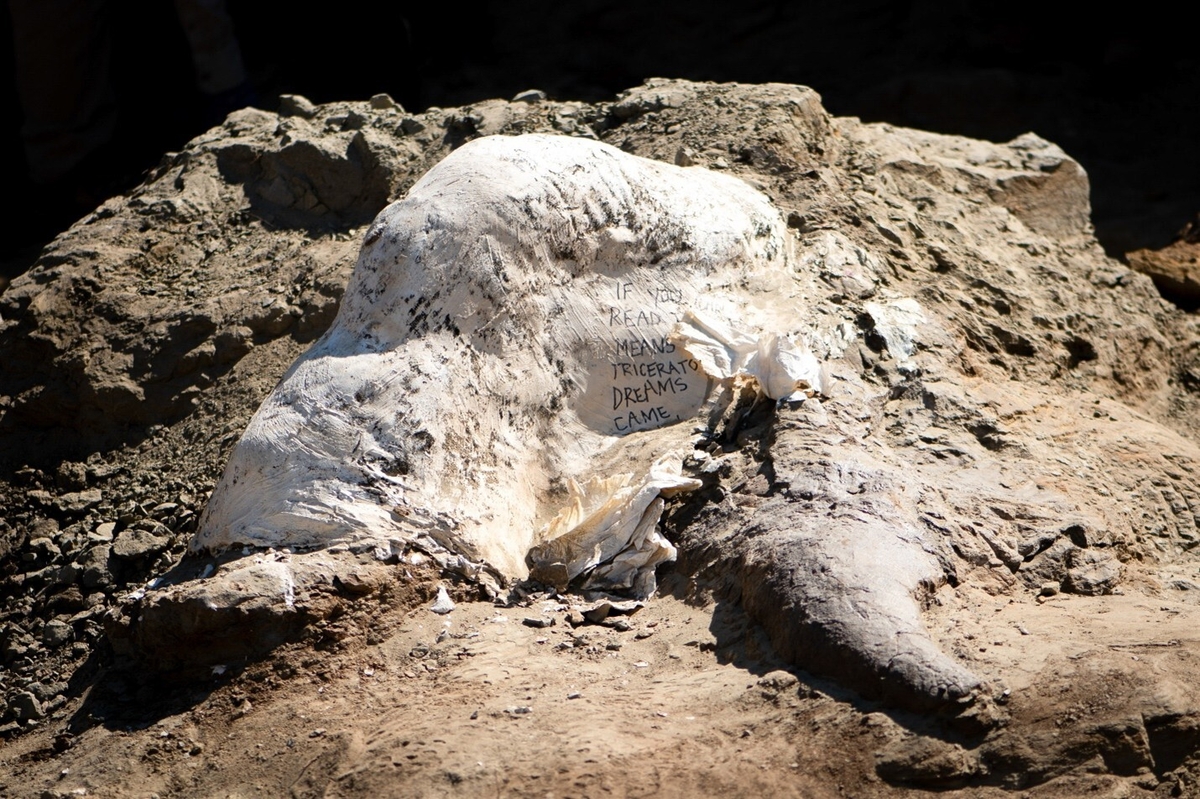 Close-up of the exposed horn and fossil jacket encasing the Triceratops' shield. Inscription reads: "If you can read this, it means our Triceratops dreams came true."